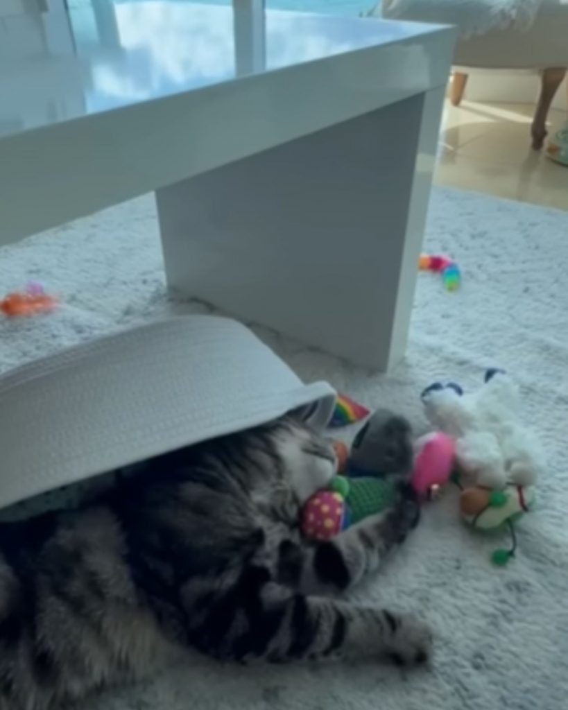 Katze spielt mit Spielzeug