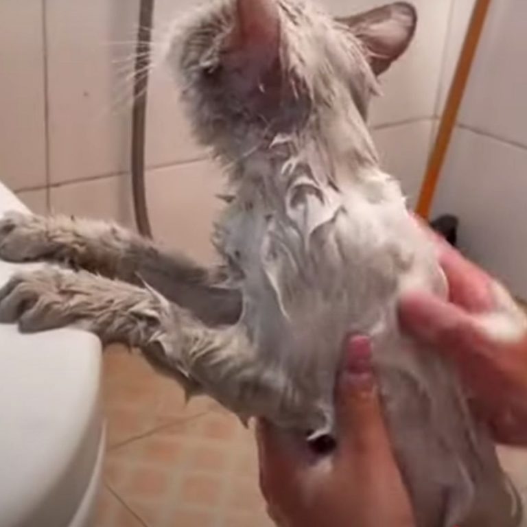 Katze wird gebadet