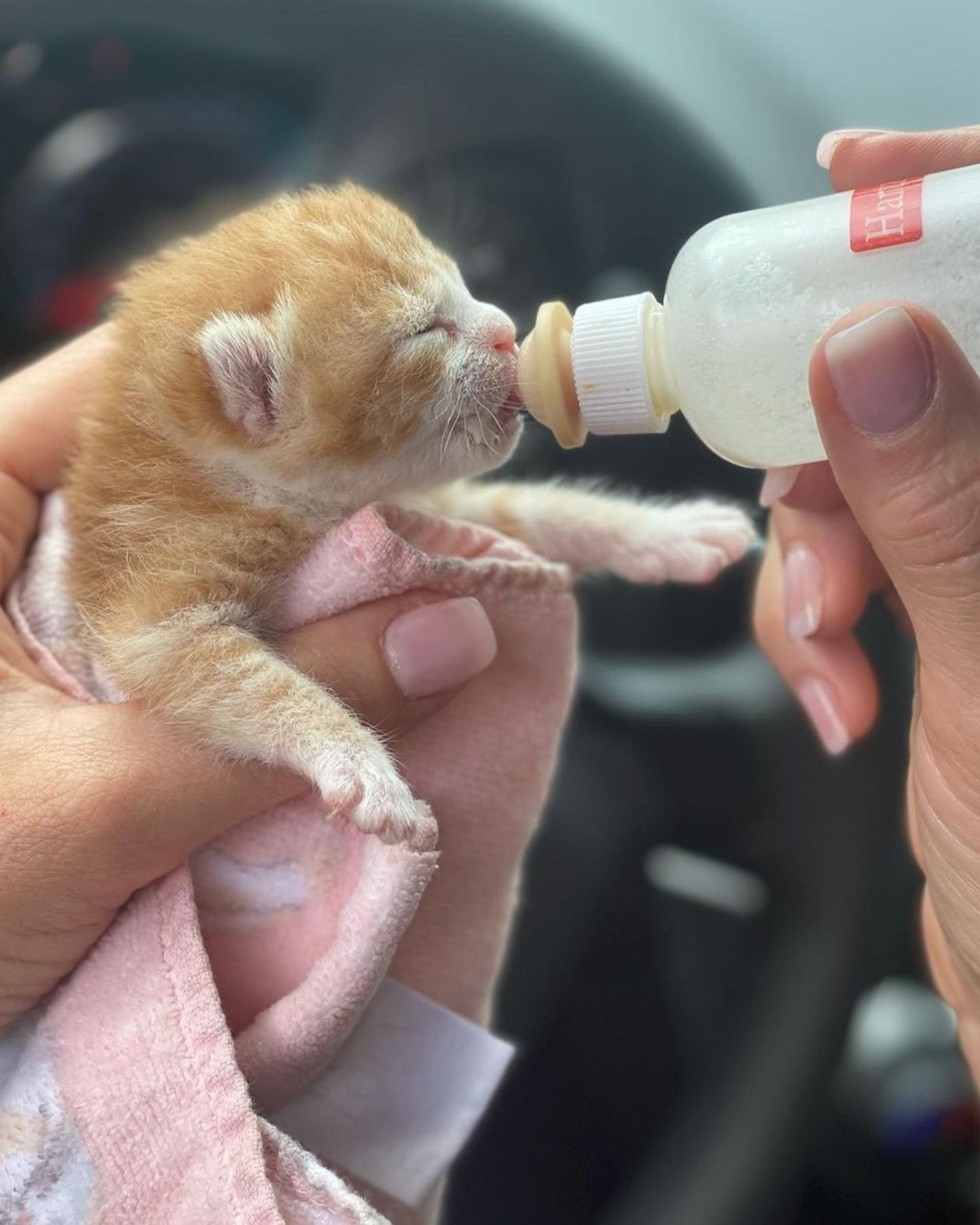 Katze wird mit der Flasche gefuettert