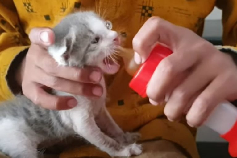 Katze wird mit der Flasche gefüttert