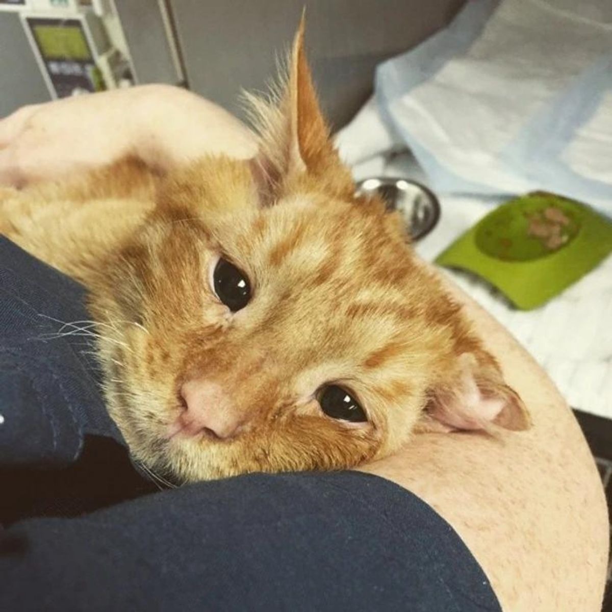 Katze wird umarmt