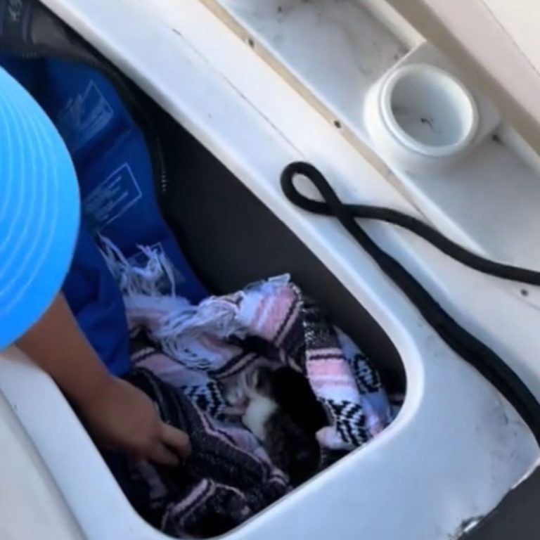 Katzen auf Boot versteckt