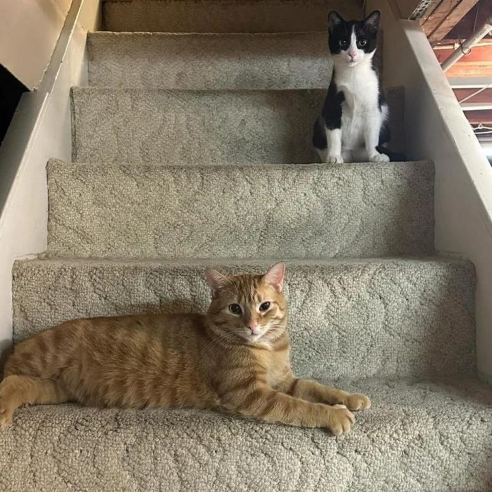 Katzen auf einer Treppe