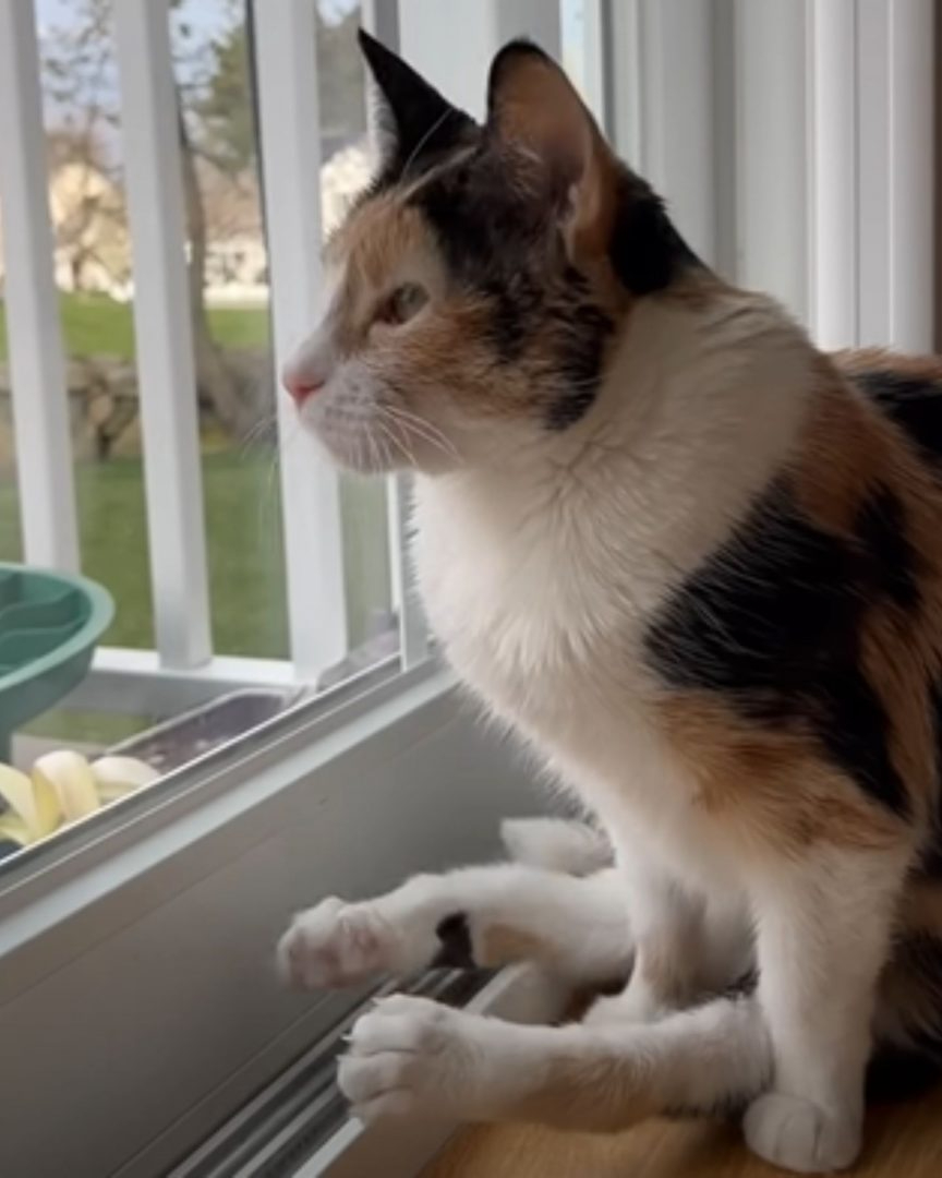 Katzen sitzt vor dem Fenster