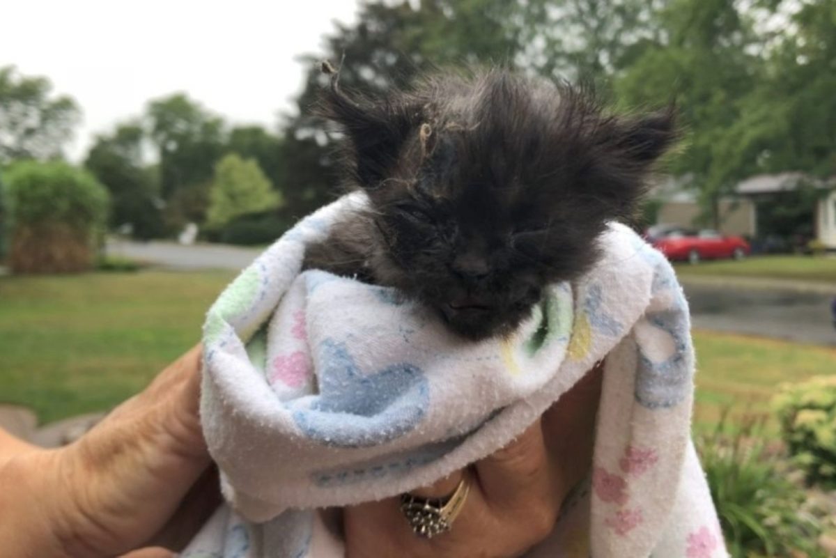 Katzenbaby eingewickelt in eine Decke