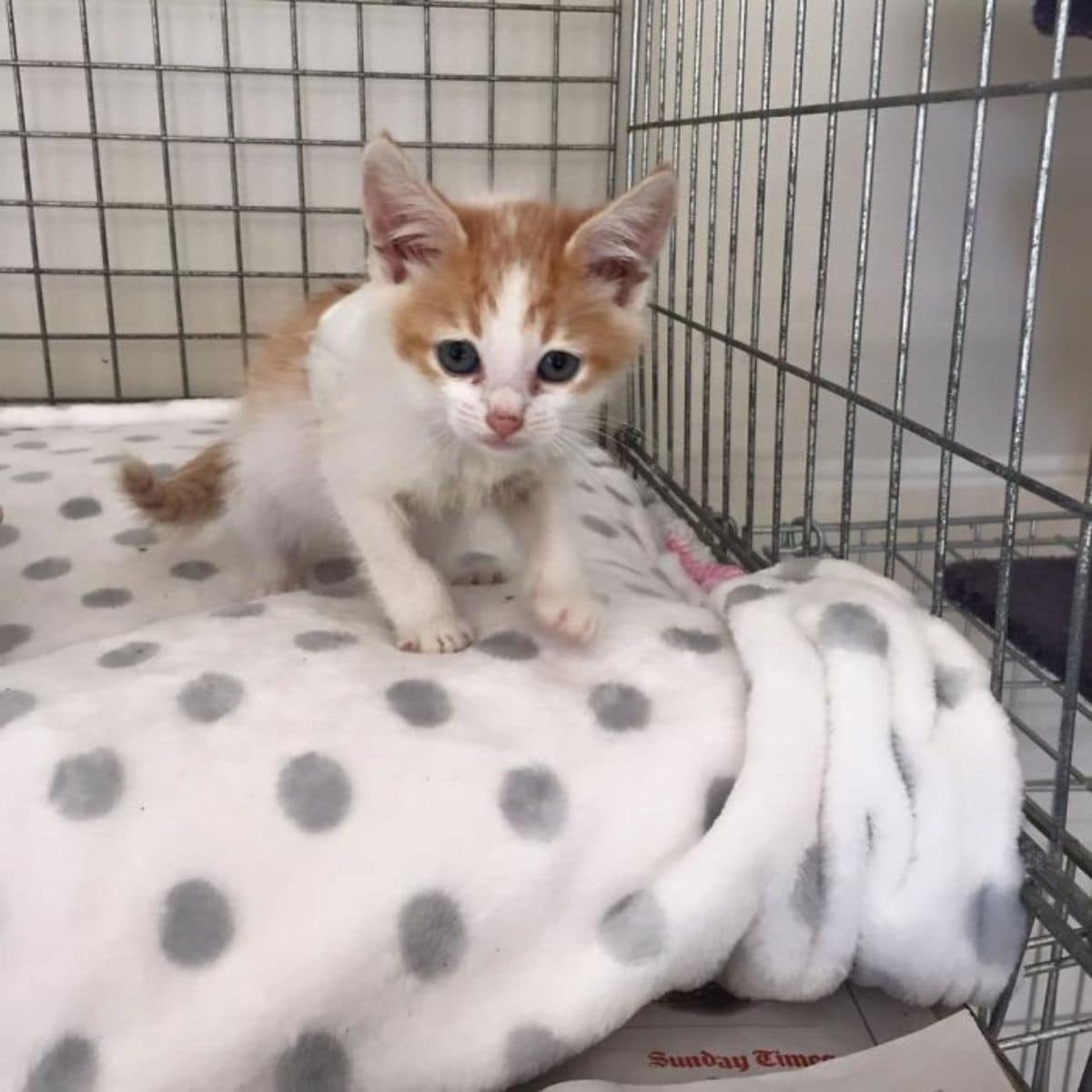 Katzenbaby sitzt auf einer Decke