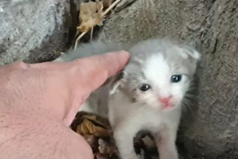 Katzenbaby wird gestreichelt