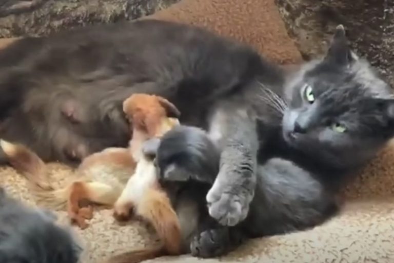 Katzenmama mit ihren Babys