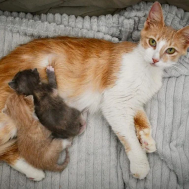 Katzenmama und ihre Babys