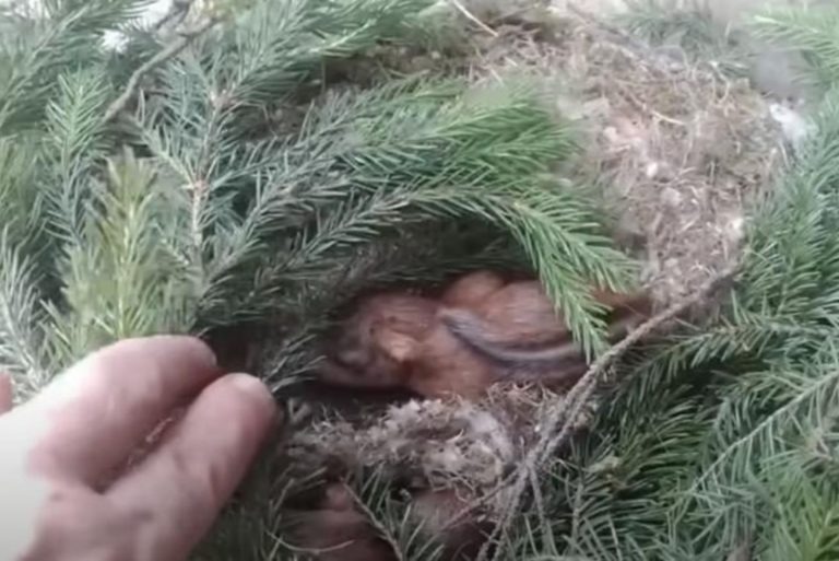 Kleine Baby Eichhoernchen im Nest