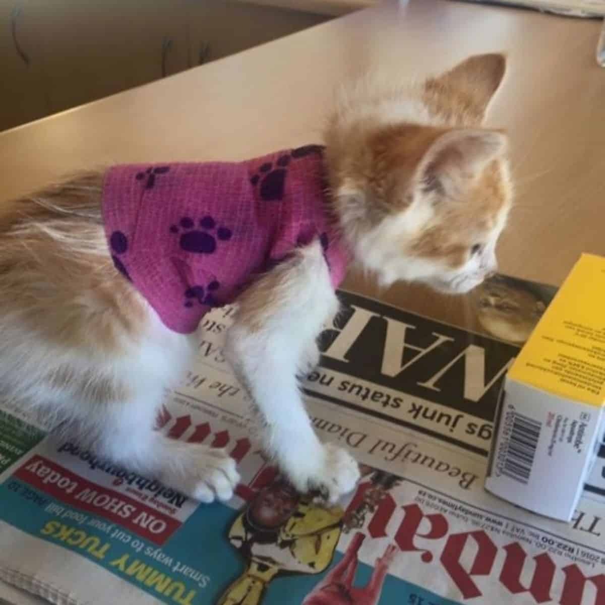 Kleine Katze steht auf einer Zeitung