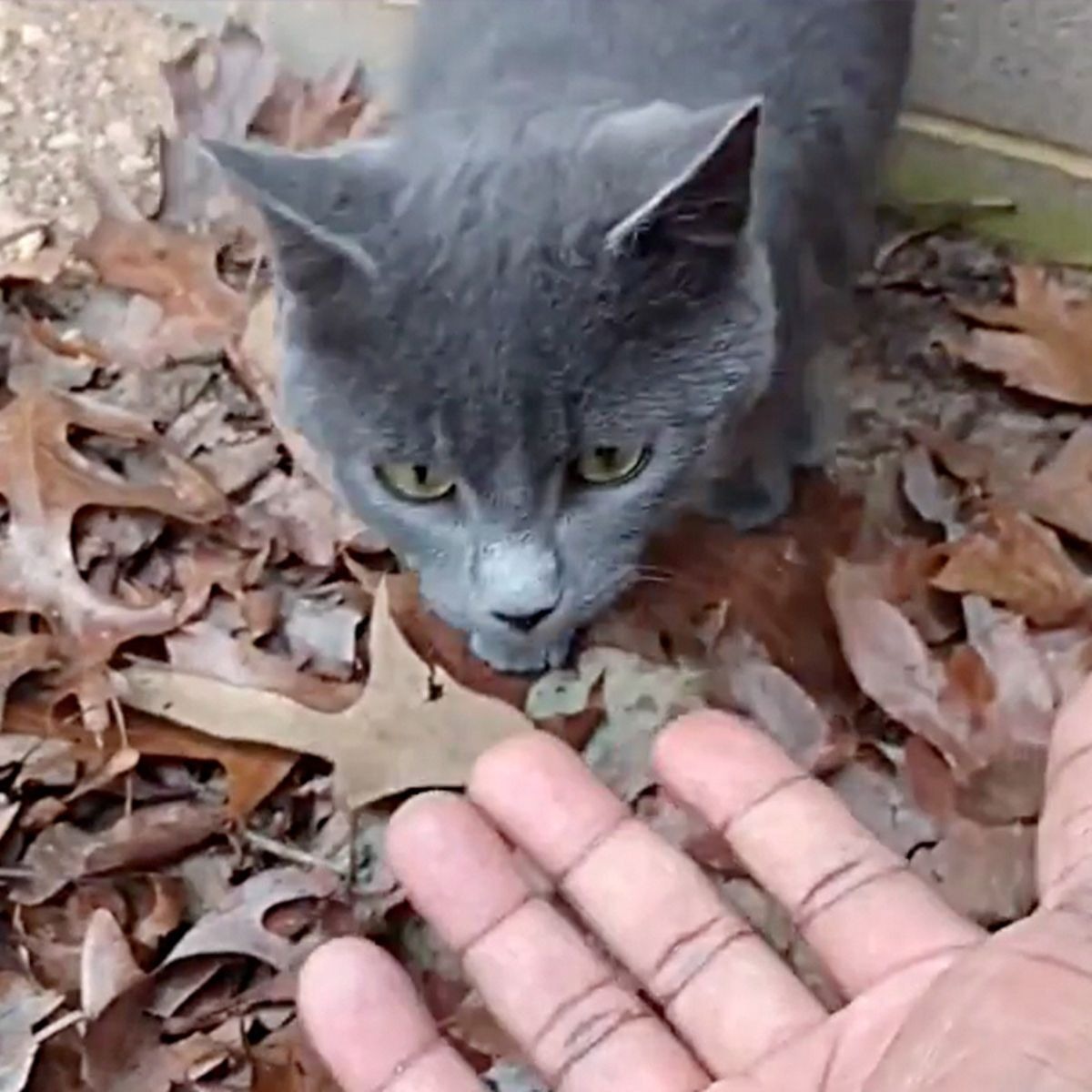 Mann streckt seine Hand zu einer Katze