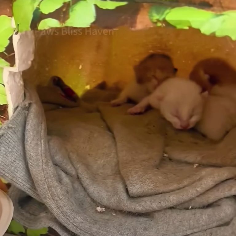 Neugeborene Katzenbabys