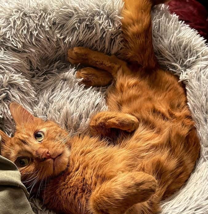 Orange Katze im Katzenbett