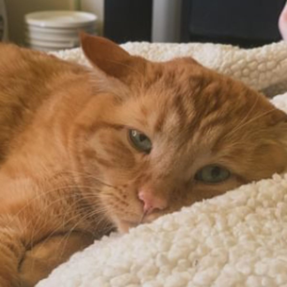 Orange Katze liegt auf Bett