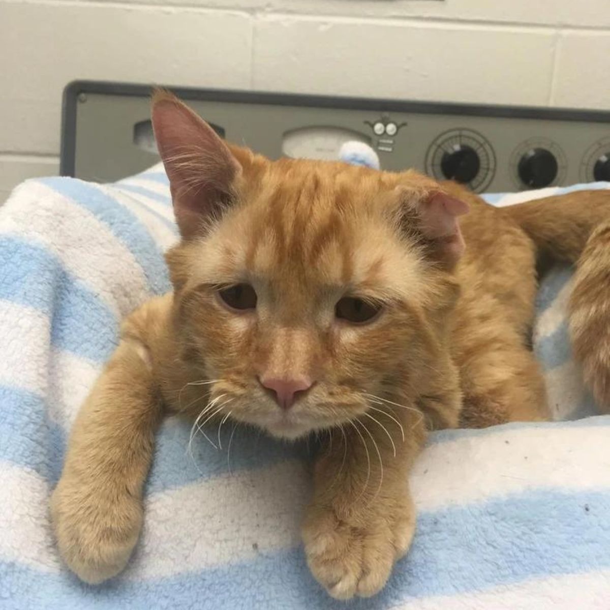 Orange Katze liegt