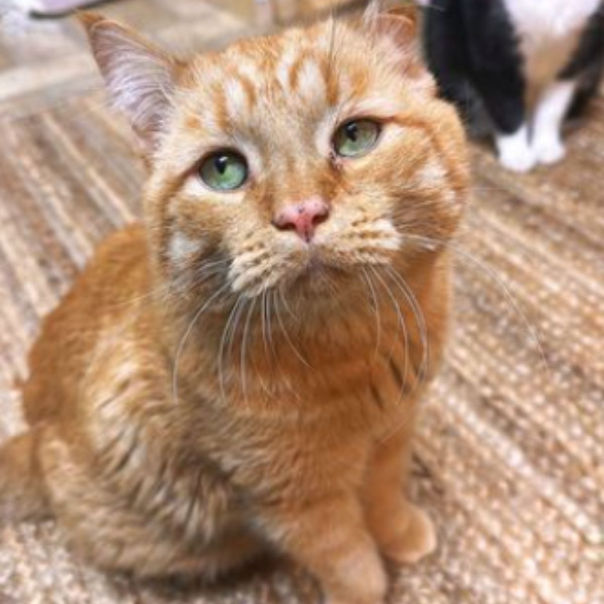 Orange Katze mit gruenen Augen