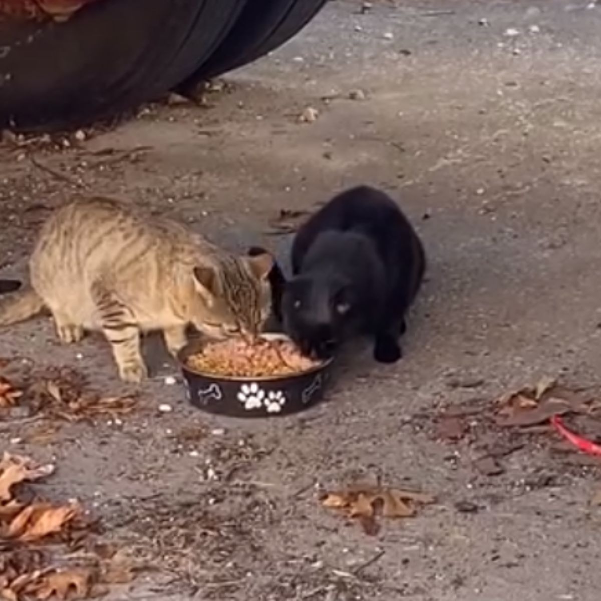 Streunerkatzen bekommen Futter