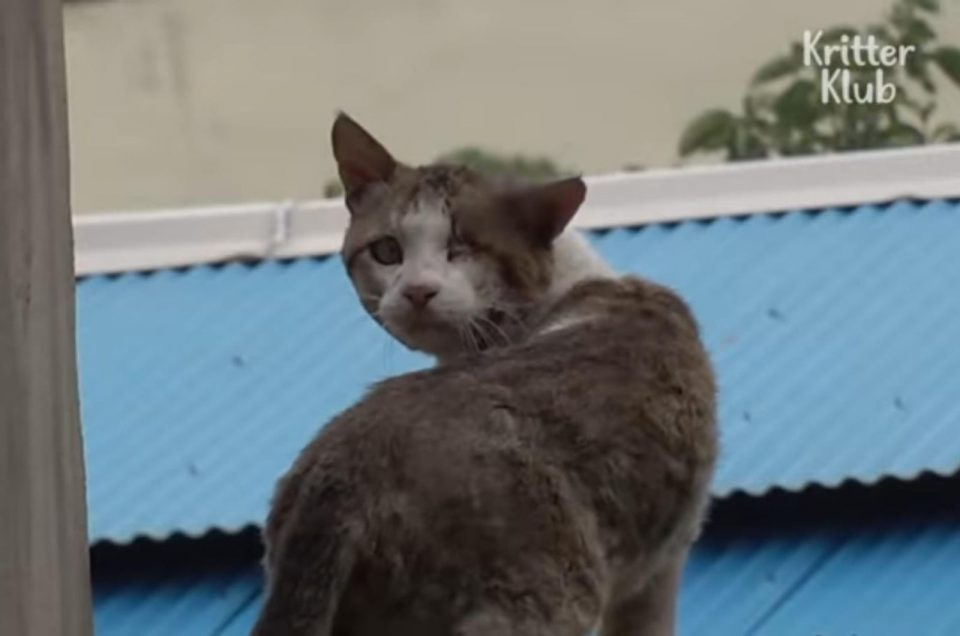 Verletzte streunende Katze