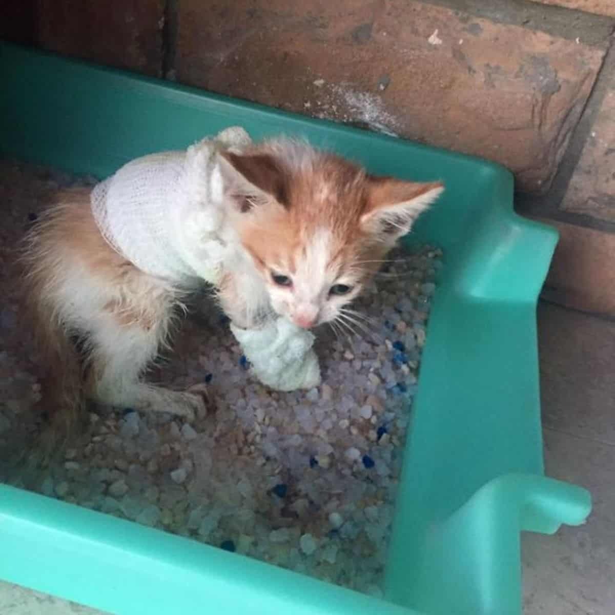 Verletztes Katzenbaby sitzt in einer Box