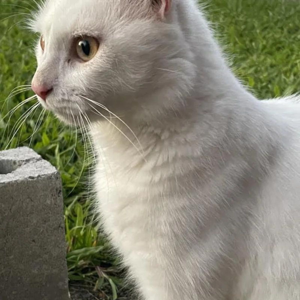 Weisse Katze im Garten