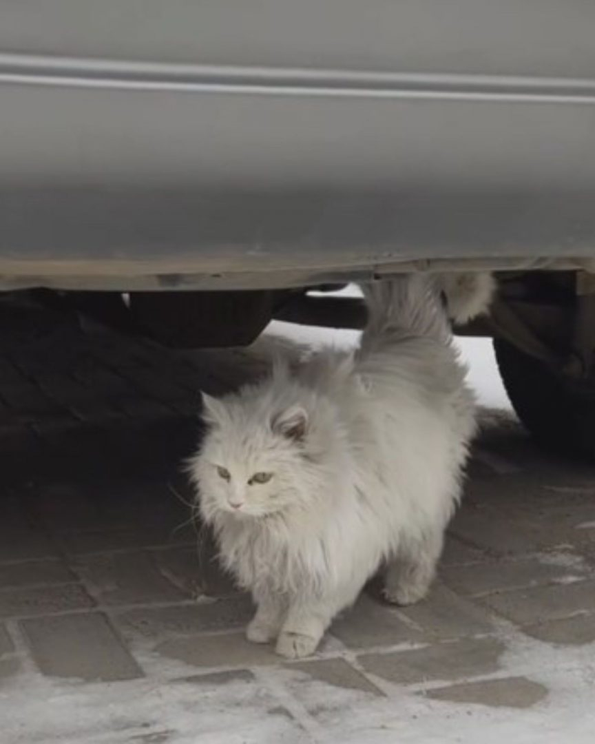 Weisse Katze unter einem Auto