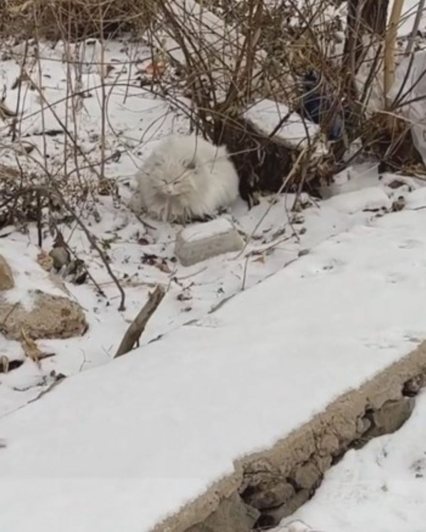 Weisse Katze verschmilzt mit ihrer Umgebung