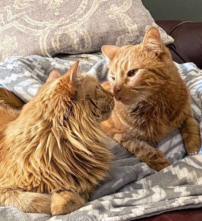 Zwei Katzen liegen nebeneinander