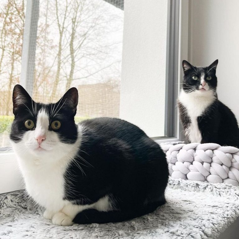 Zwei Katzen sitzen am Fenster