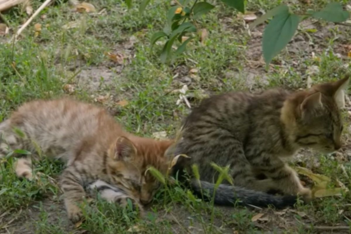 Zwei Katzen sitzen auf Gras