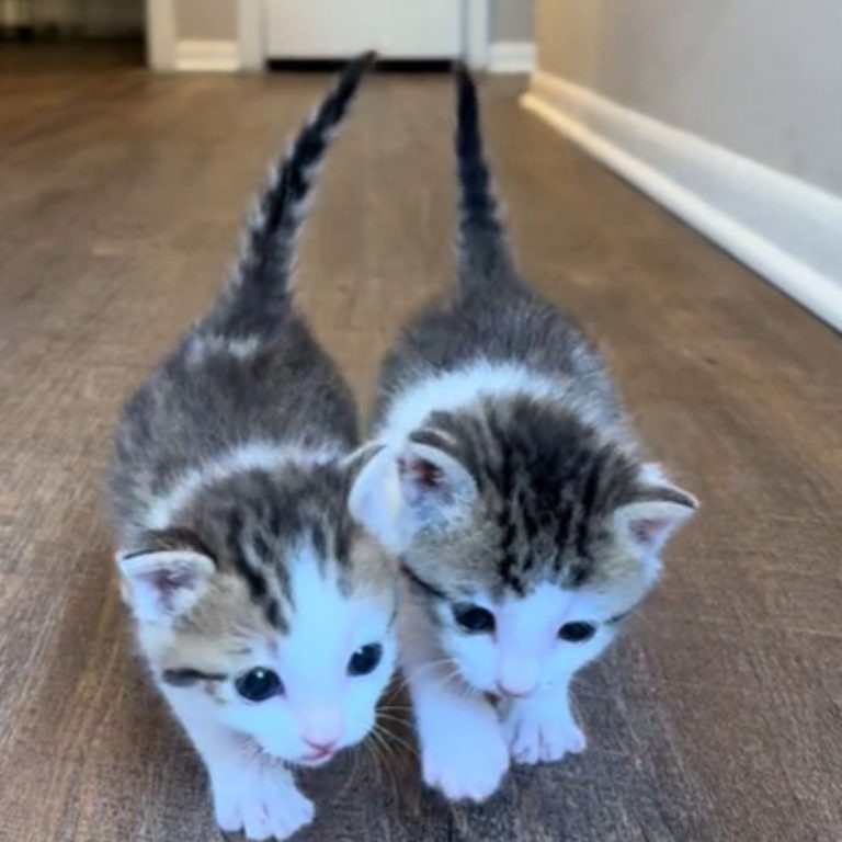 Zwei Katzenbabys laufen