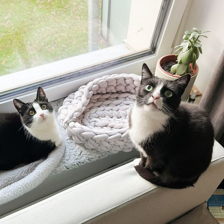 Zwei schwarz-weiße Katze sitzen am Fenster