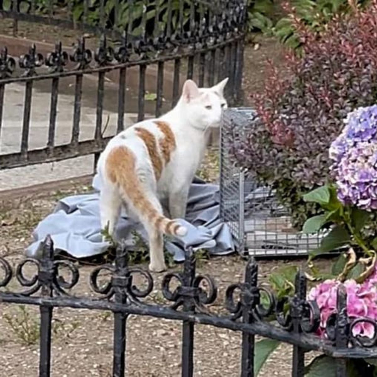 orange weisse Katze im Freien