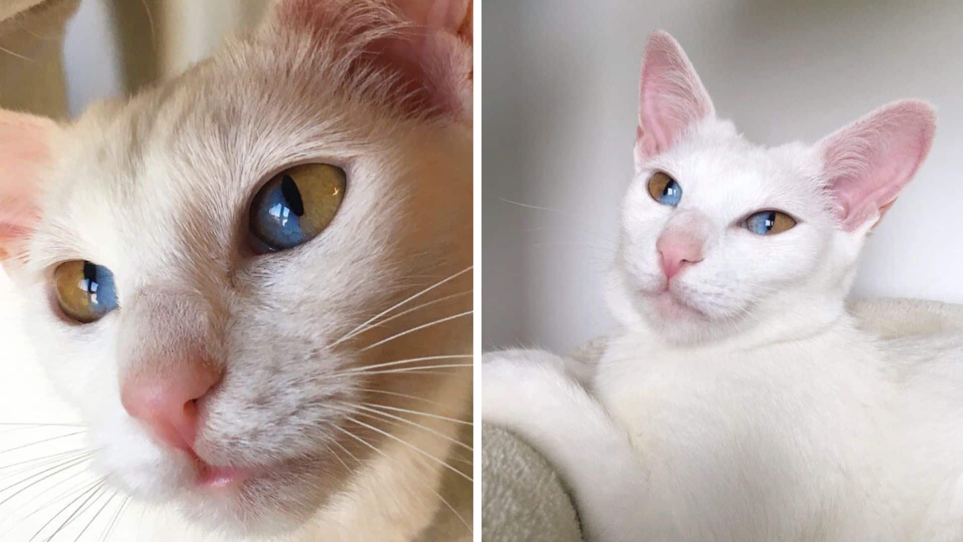 Katze mit zweifarbigen Augen