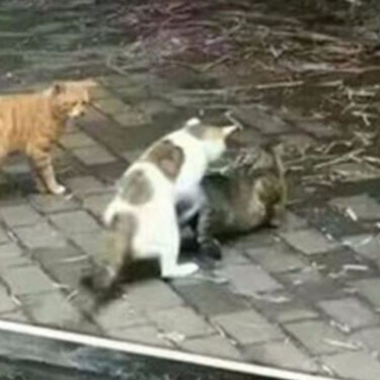 Drei Katzen auf der Straße