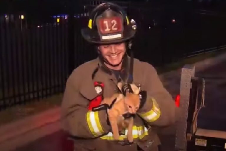 Feuerwehrmann und eine Katze