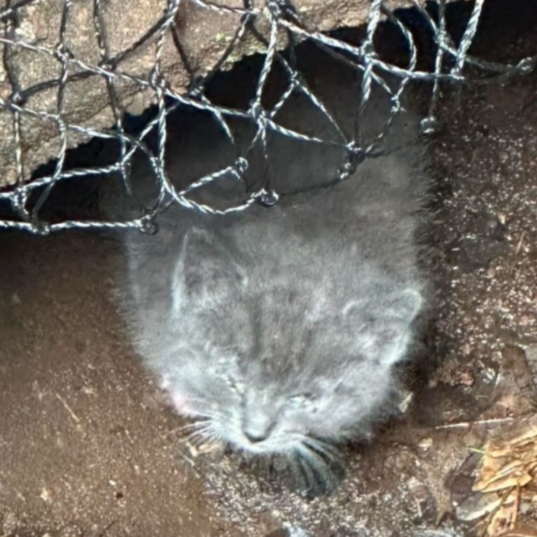 Graue Katze vor Abflussrohr