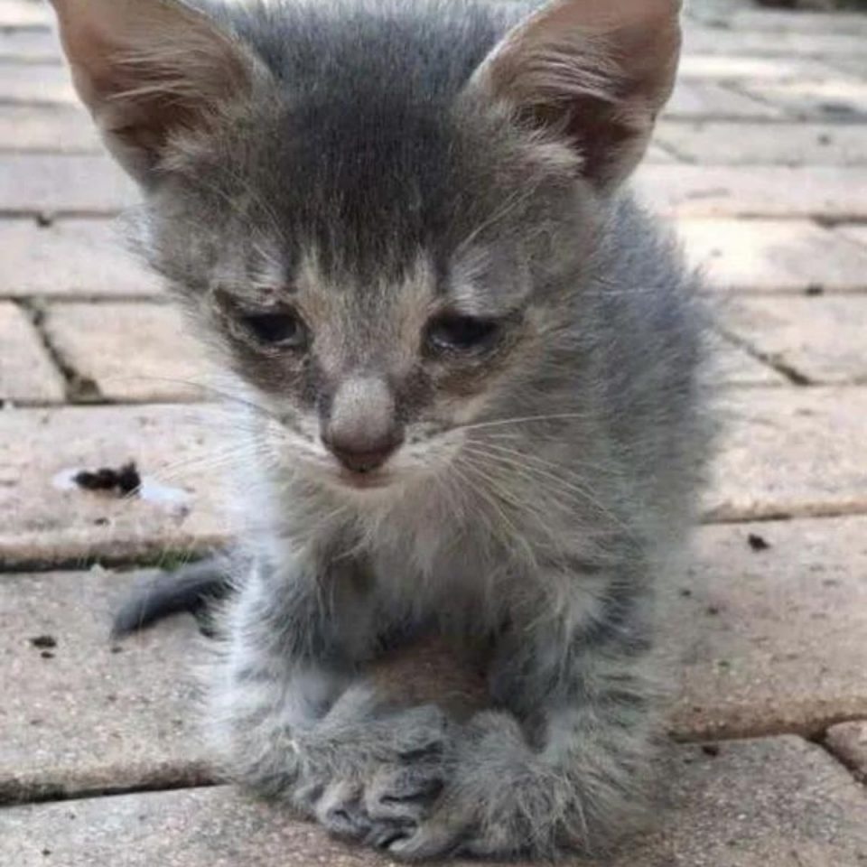 Graues Katzenbaby mit besonderen Pfoten