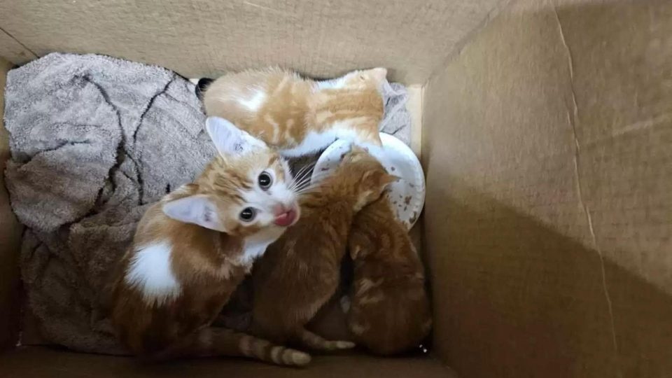 Katzenbabys in einer Box