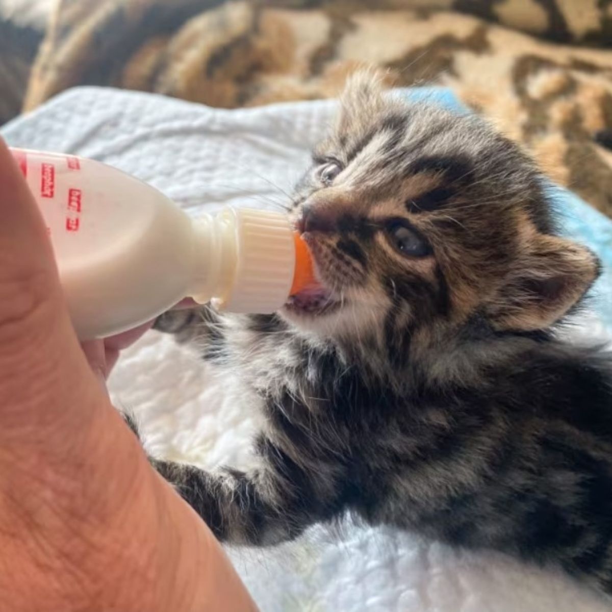 Kaetzchen wird mit der Flasche gefuettert