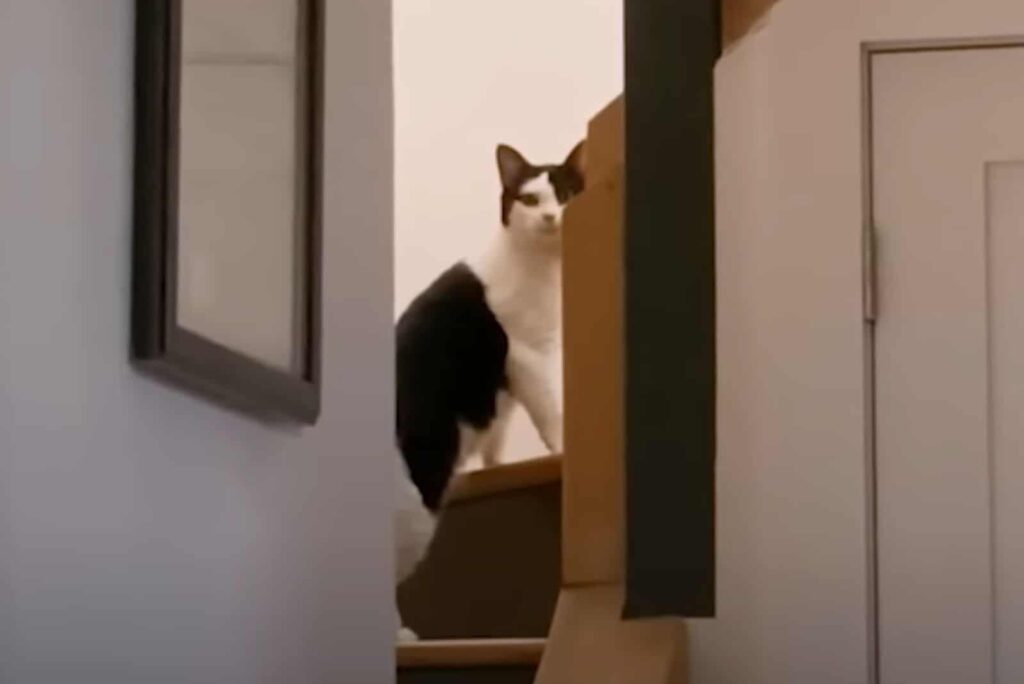 Katze auf einer Treppe