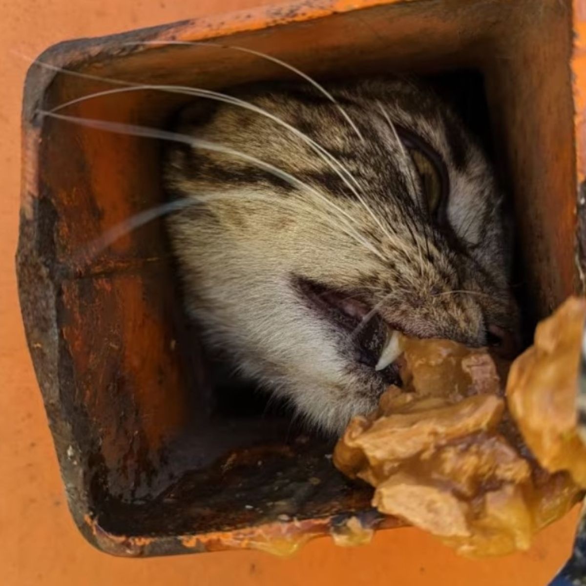 Katze bekommt Futter durch ein Loch