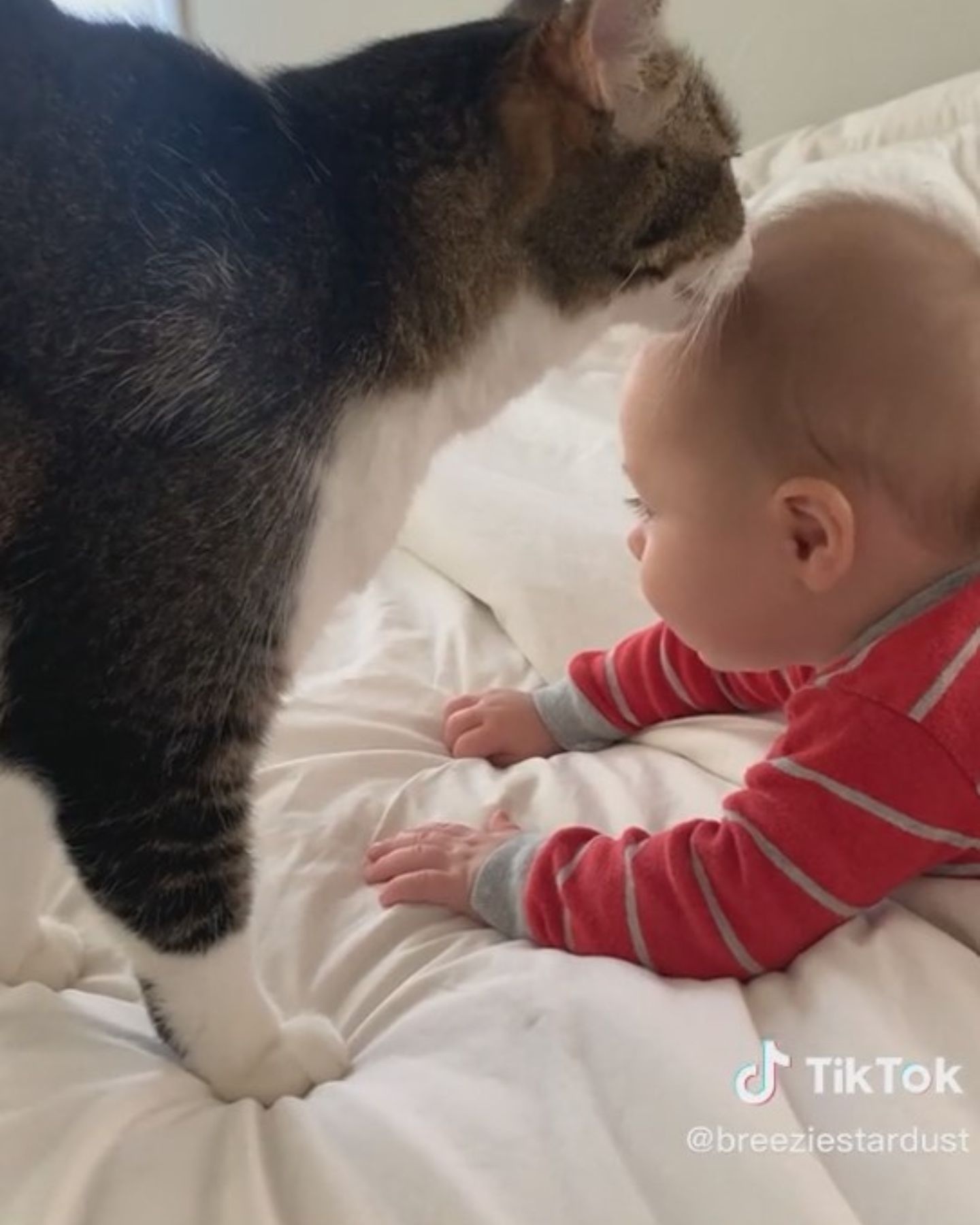 Katze beschnuppert Baby