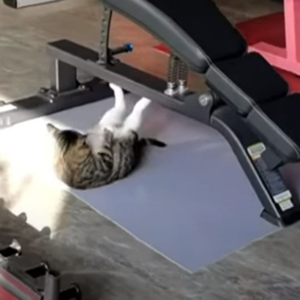 Katze im Fitnessstudio