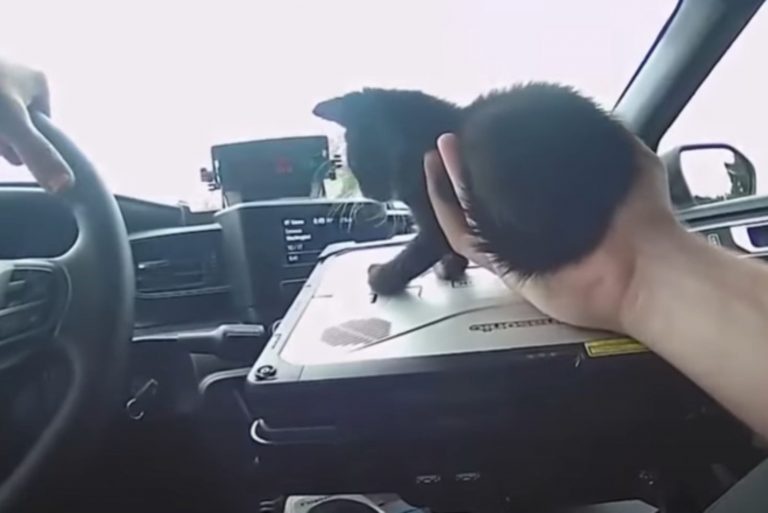 Katze im Polizeiauto