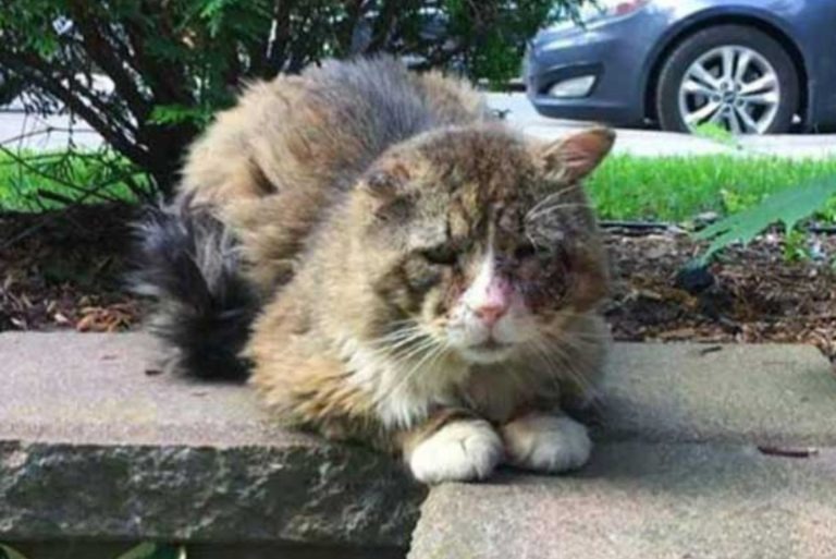 Katze im schlimmen Zustand