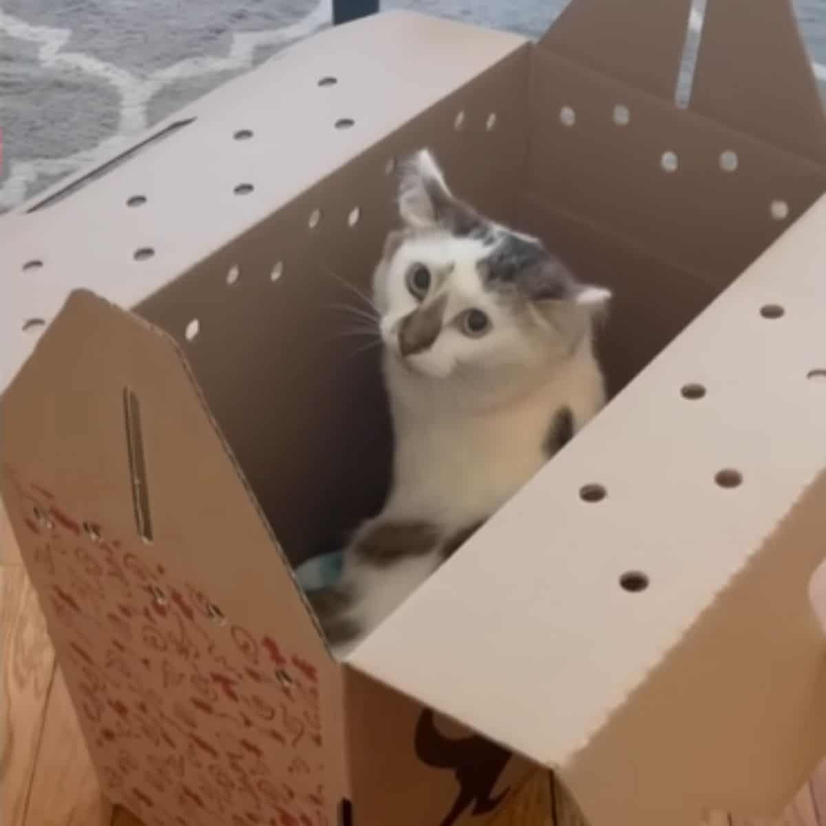 Katze in einer Box