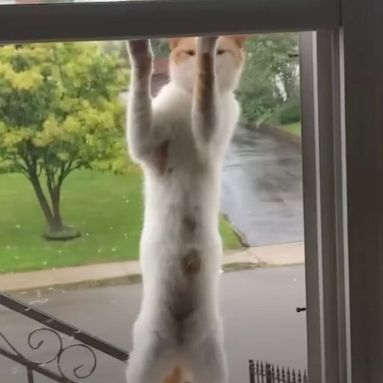 Katze kratzt am Fenster