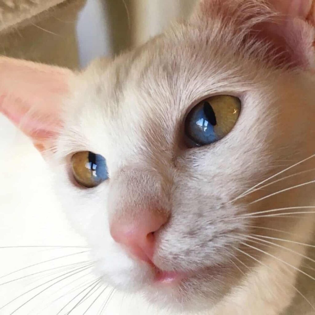 Katze mit gelb-blauen Augen