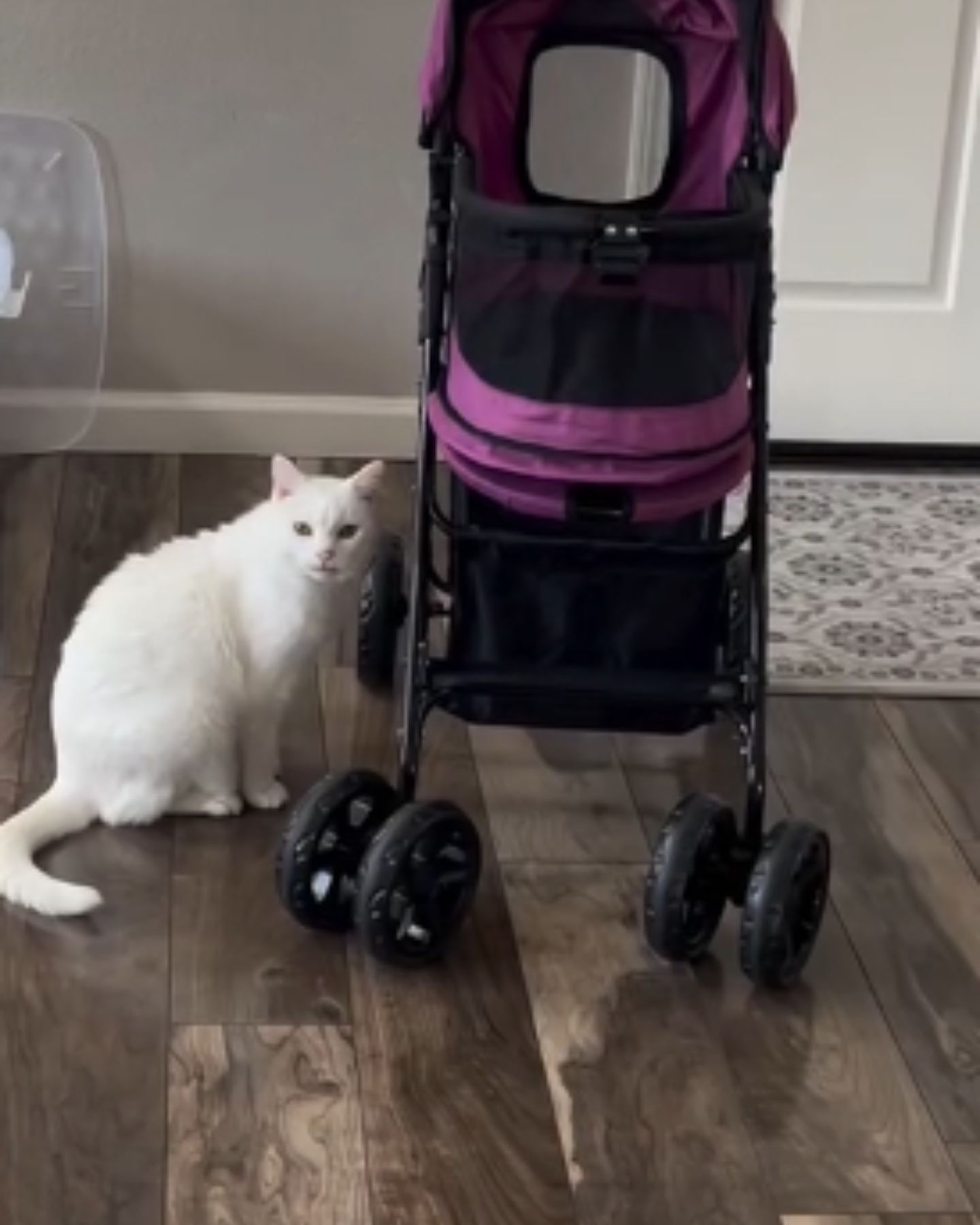 Katze neben Kinderwagen